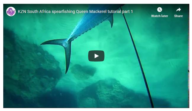Queen Mackerel spearfishing Tutorial by Jason Heyne